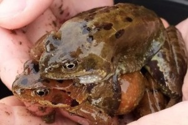 La grenouille rousse